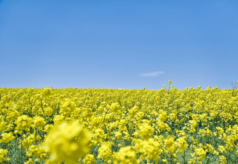 菜の花畑
