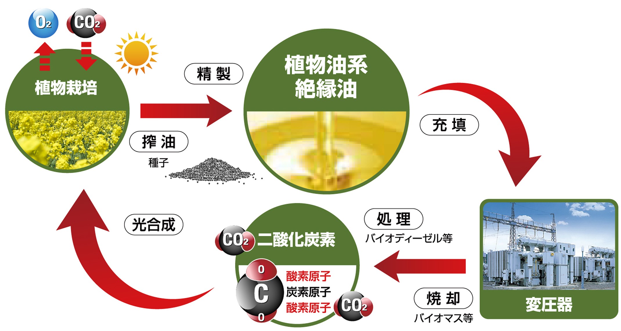 ライフサイクル